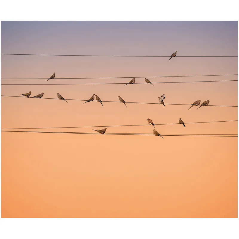 Solange Der Vorrat Reicht Komar Fototapete - Zugvögel - 250 x 300 cm - Vlies Digitaldruck - Natur
