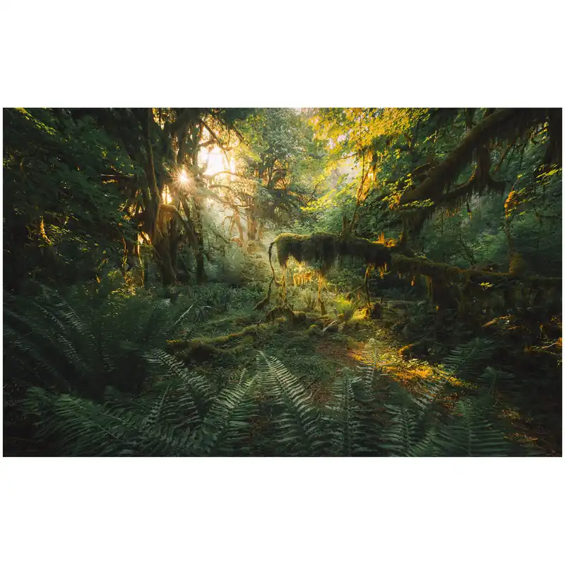 Komar Fototapete - Hall of Mosses - 250 x 400 cm - Vlies Digitaldruck - Natur Rustikal Bestseller
