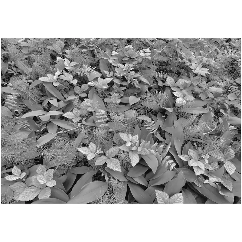 Komar Fototapete - Forest Floor - 254 x 368 cm - Papier - Modern Direktkauf
