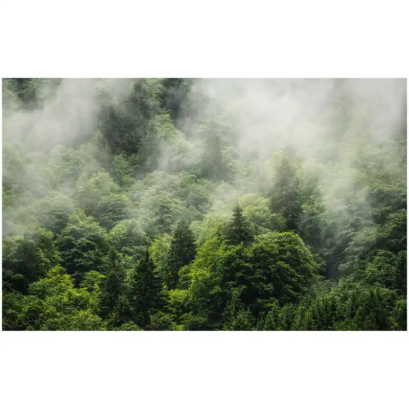 Komar Fototapete - Forest Land - 250 x 400 cm - Vlies Digitaldruck - Natur Billig