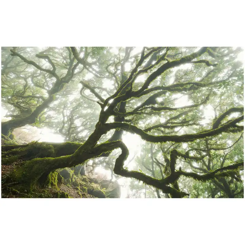 Mega-Angebot Komar Fototapete - The Forgotten Forest - 250 x 400 cm - Vlies Digitaldruck - Natur