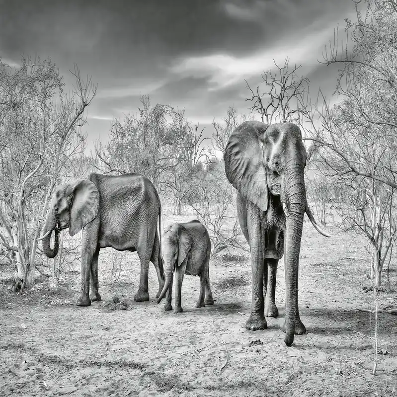 A.S. Creation Designwalls 2.0 DD118931 Fototapete Vlies 384 x 260 cm Tiere Grau Versand Am Gleichen Tag