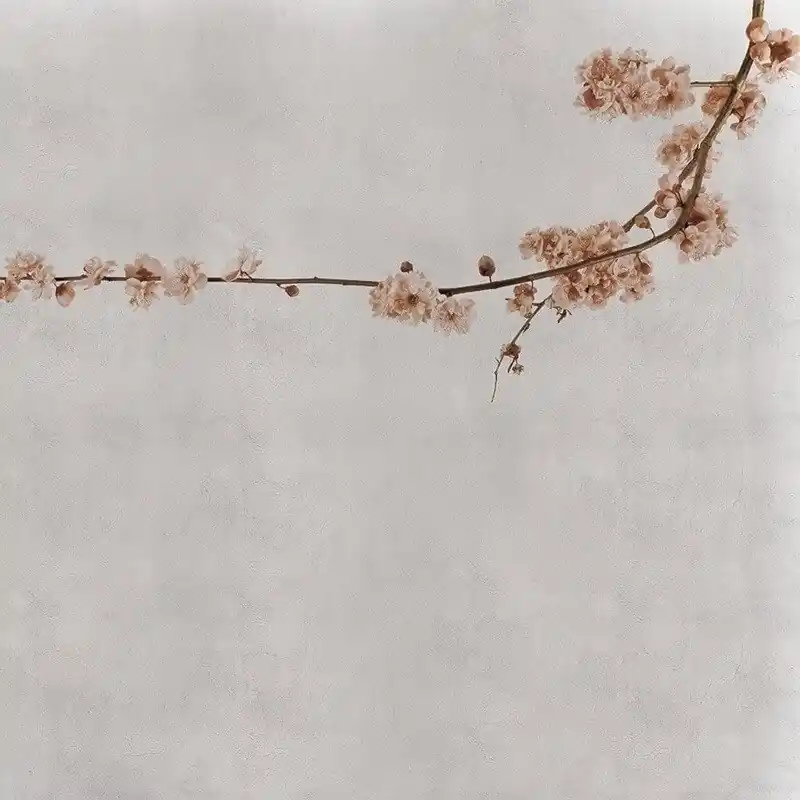 Preiswert Panoramatapete Blossom Branch Coordonné