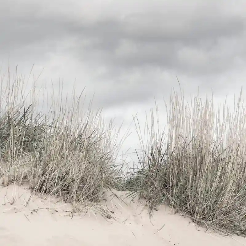 Direkt Vom Hersteller Panoramatapete Pale Shore Rebel Walls