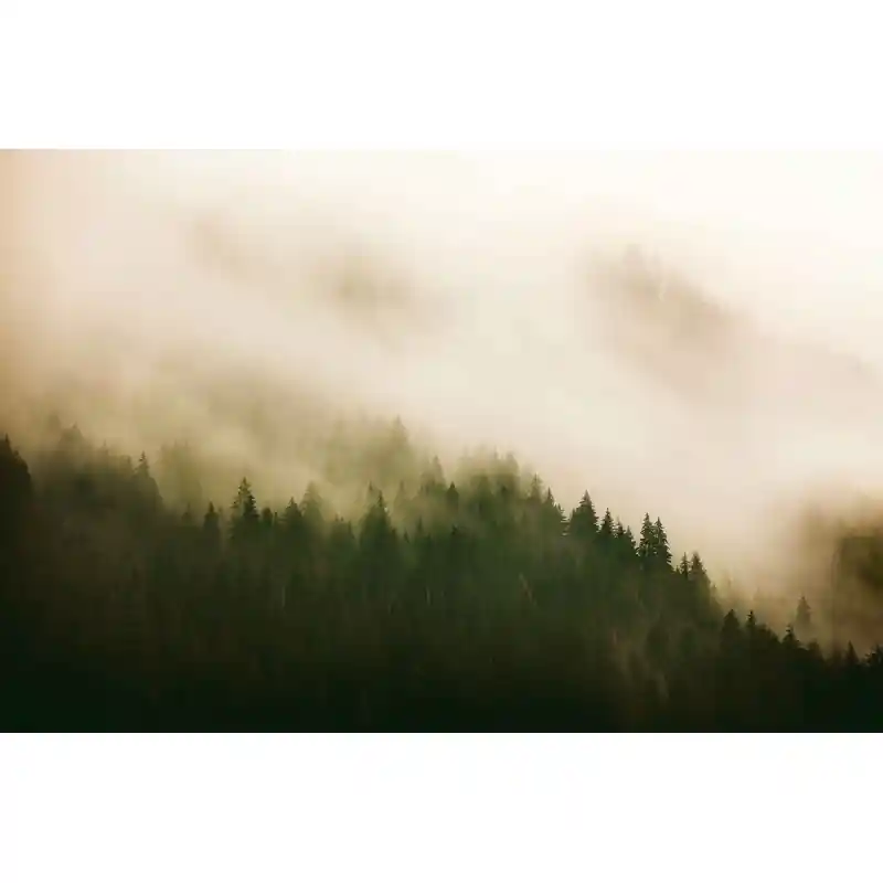 Neu Im Sortiment Panoramatapete Into the woods Fire Forest Coordonné
