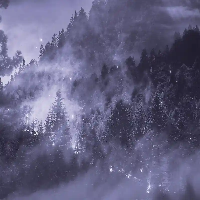 Panoramatapete Forêt de Sapin Stella Cadente Günstig