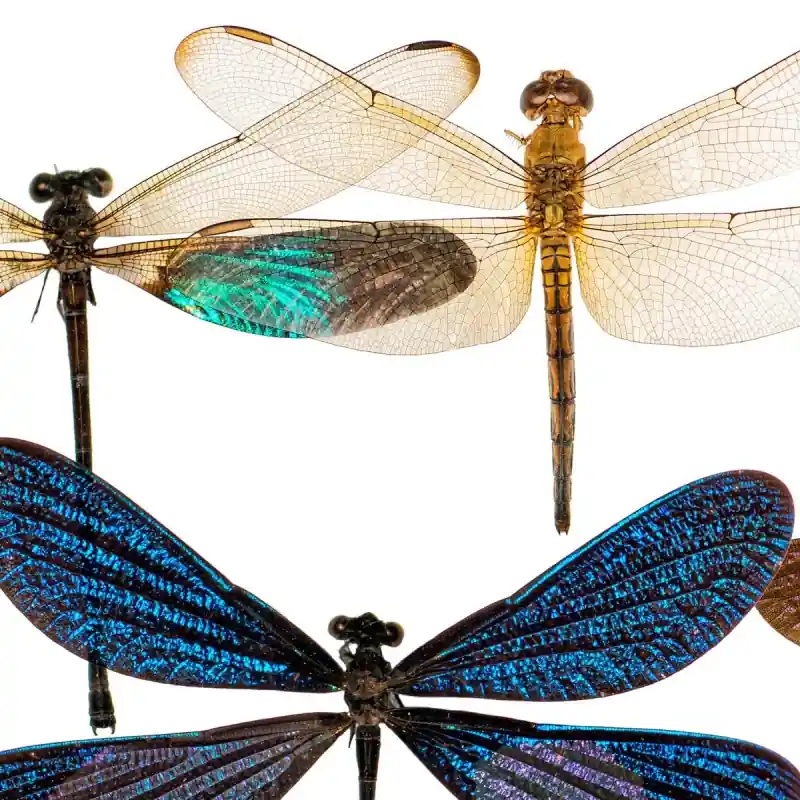 Tapete Libellule Curious Collections Preisreduziert