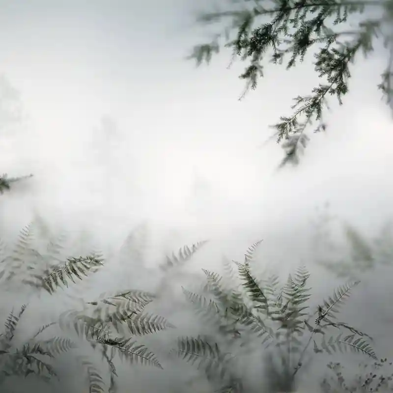 Panoramatapete Orée de Forêt dans la Brume Koziel Heißes Angebot