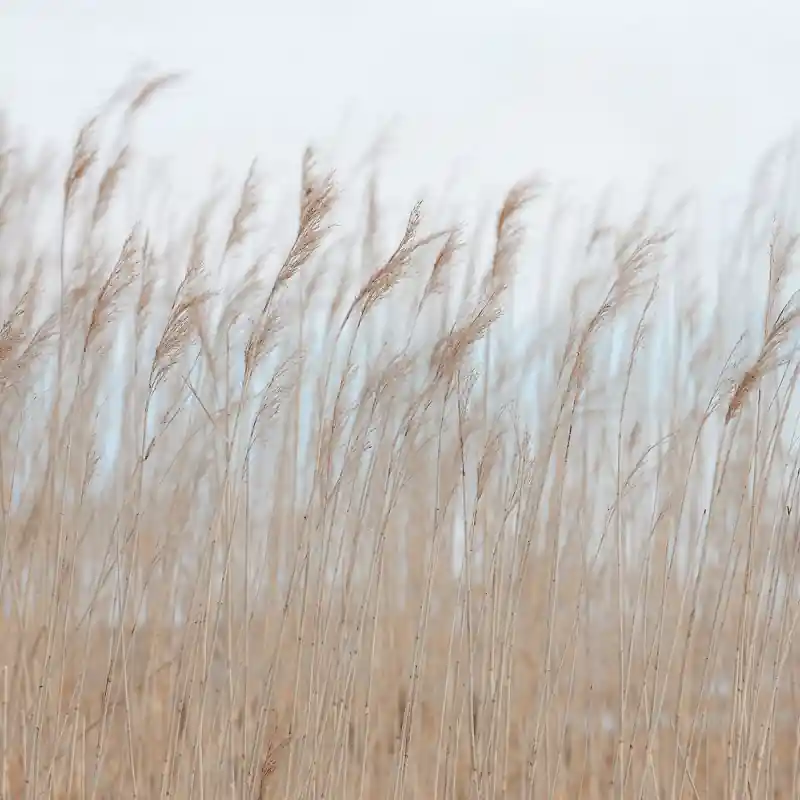 Kracherpreis Panoramatapete Swaying Reed Rebel Walls
