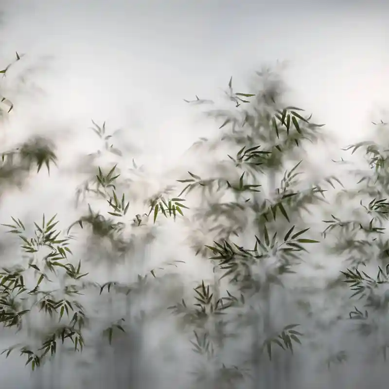 Panoramatapete Bambous dans la Brume Koziel Meistverkauft