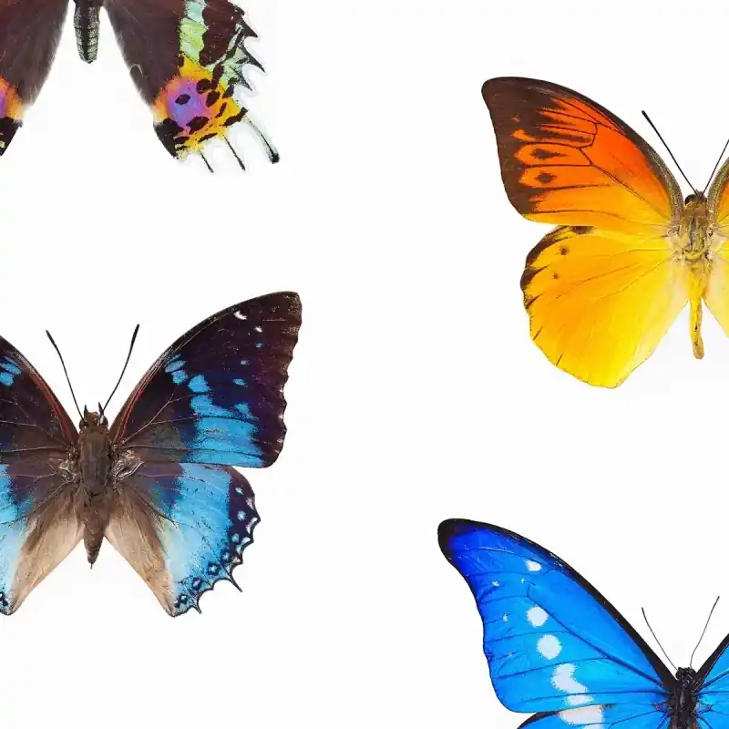 Tapete Papillon Curious Collections Meistverkauft