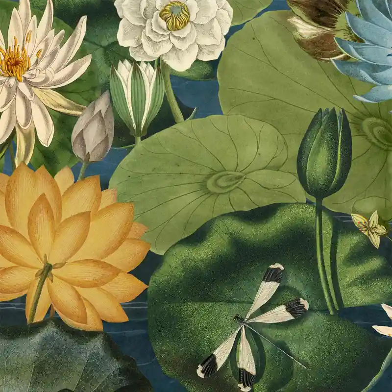Abverkauf Panoramatapete Lotus Blossom Mindthegap