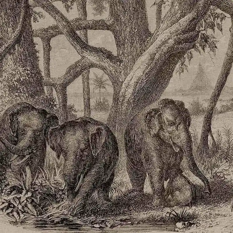 Panoramatapete Elephants Coordonné Solange Der Vorrat Reicht
