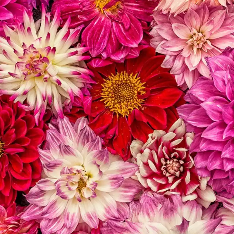 Schneller Versand Panoramatapete Pink Delight Dahlias Curious Collections