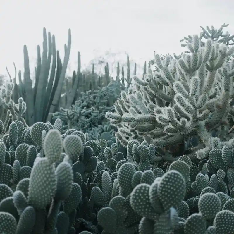 Finale Aktion Panoramatapete Cacti Rebel Walls