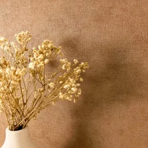 Co. 16 Golden Walnut Neu