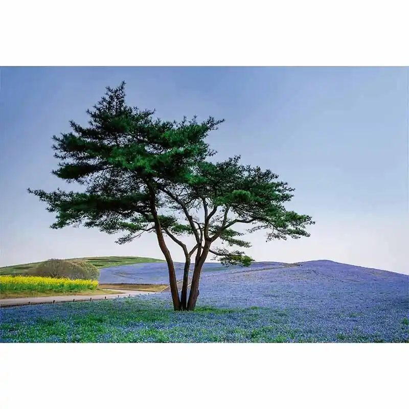 Digitaldruck-Tapete Tree in Blue Flower Field in Japan livingwalls (1033863) Wochenendangebot