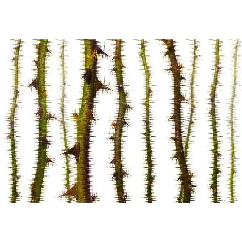 Sofort Bestellen Digitaldruck-Tapete Blurred Thorns 1 Architects Paper (1031744)