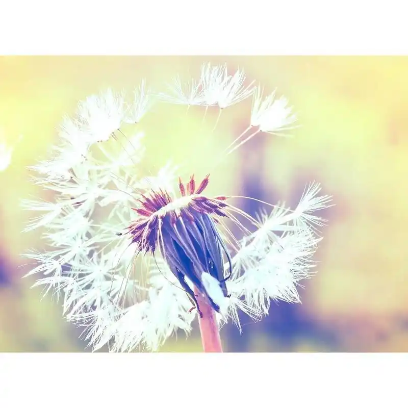 Digitaldruck-Tapete Dandelion 2 livingwalls (1031905) Kracherpreis