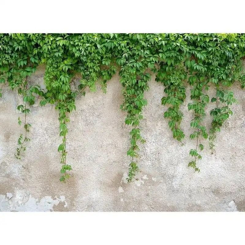 Digitaldruck-Tapete Climbing Leaves livingwalls (1031963) Wochenendangebot