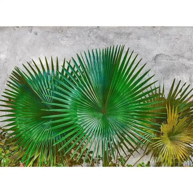 Direkt Vom Hersteller Digitaldruck-Tapete Agave Leaves livingwalls (1031962)