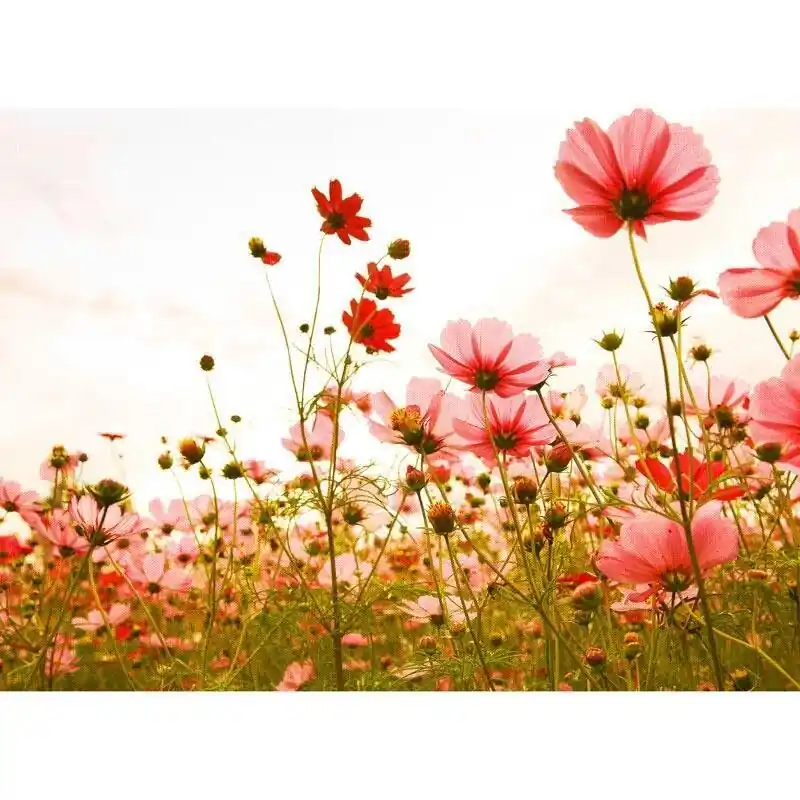 Digitaldruck-Tapete Flower Meadow 1 livingwalls (1031906) Jetzt Kaufen