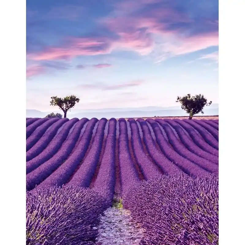 Digitaldruck Landschaft, Felder Grafisch Natur matt in Lila für Wohnzimmer, Schlafzimmer, Büro (KG-172683) Schnäppchen