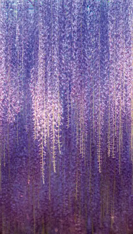 Direktkauf Florale Fototapete, ML6501, Mural Young Edition, Grandeco