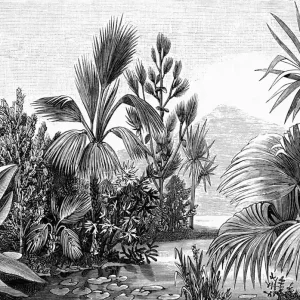 Sale Schwarz-weiß Fototapete - Dschungel, Palmen, Tapete Wandbilder 158953, 350x279cm, Paradise, Esta