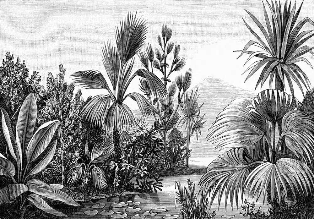 Sale Schwarz-weiß Fototapete - Dschungel, Palmen, Tapete Wandbilder 158953, 350x279cm, Paradise, Esta
