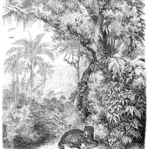 Solange Der Vorrat Reicht Schwarz-weiß Fototapete - Leopard im Dschungel, Tapete Wandbilder 158945, 200x279cm, Paradise, Esta