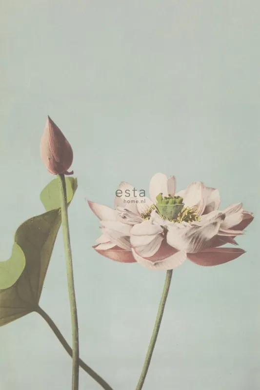 Fototapete, Seerose Blume, Tapete Wandbilder 158890, 186 x 279 cm, Blush, Esta Home Geprüft